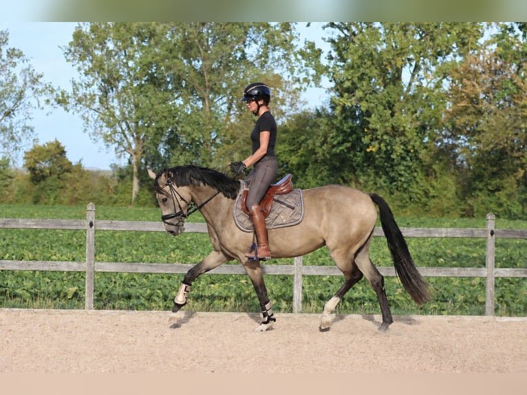 Deutsches Reitpony Stute 3 Jahre 148 cm Buckskin in Simmershofen