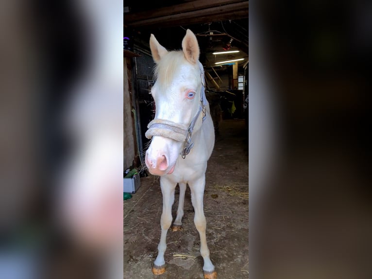 Deutsches Reitpony Stute 3 Jahre 148 cm Cremello in Südbrookmerland Victorbur