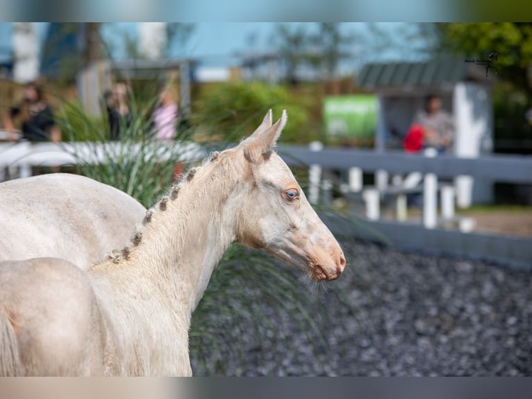 Deutsches Reitpony Stute 3 Jahre 148 cm Cremello in Südbrookmerland Victorbur