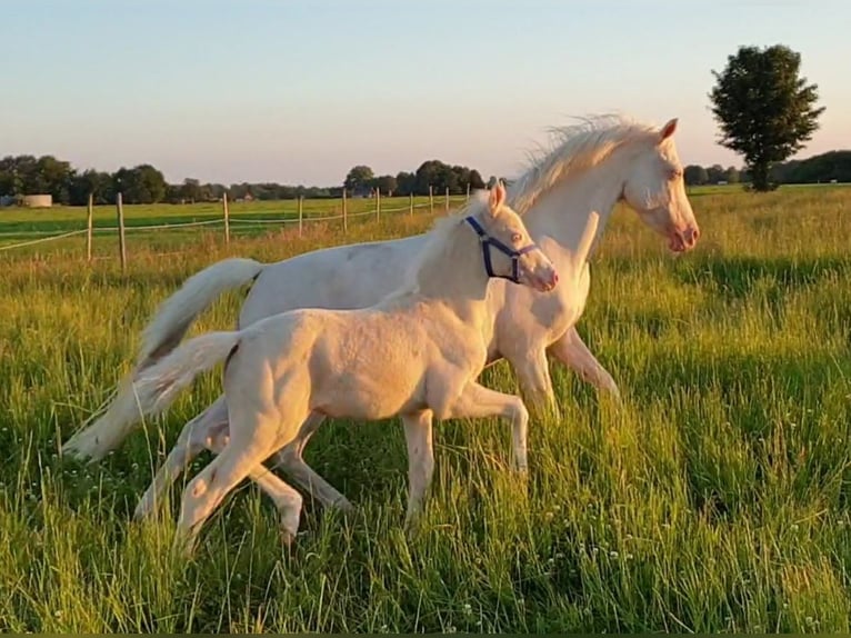 Deutsches Reitpony Stute 3 Jahre 148 cm Cremello in Südbrookmerland Victorbur