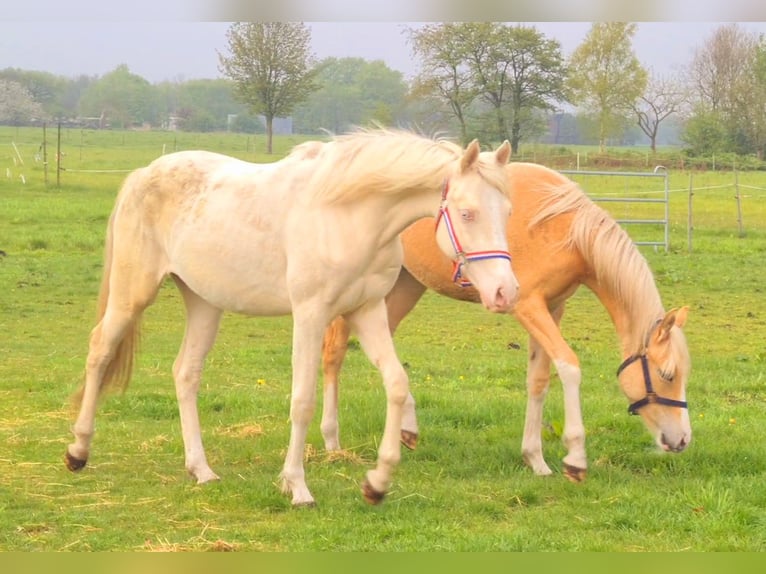 Deutsches Reitpony Stute 3 Jahre 148 cm Cremello in Südbrookmerland Victorbur