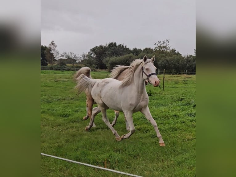 Deutsches Reitpony Stute 3 Jahre 148 cm Cremello in Südbrookmerland Victorbur