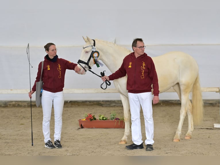 Deutsches Reitpony Stute 3 Jahre 148 cm Cremello in Bubenheim