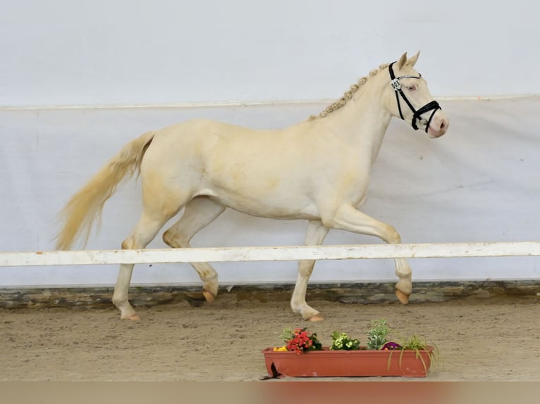 Deutsches Reitpony Stute 3 Jahre 148 cm Cremello in Bubenheim