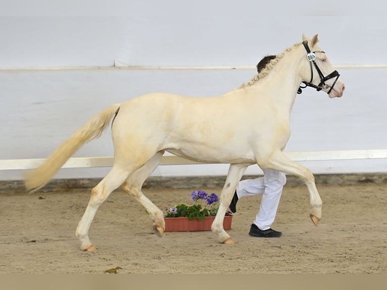 Deutsches Reitpony Stute 3 Jahre 148 cm Cremello in Bubenheim