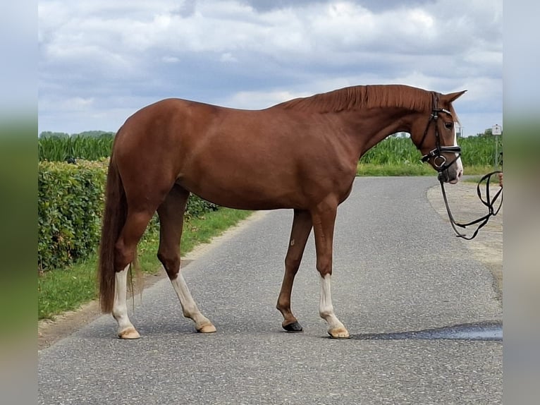 Deutsches Reitpony Stute 3 Jahre 148 cm in Weeze