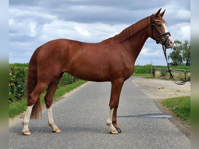 Deutsches Reitpony Stute 3 Jahre 148 cm in Weeze
