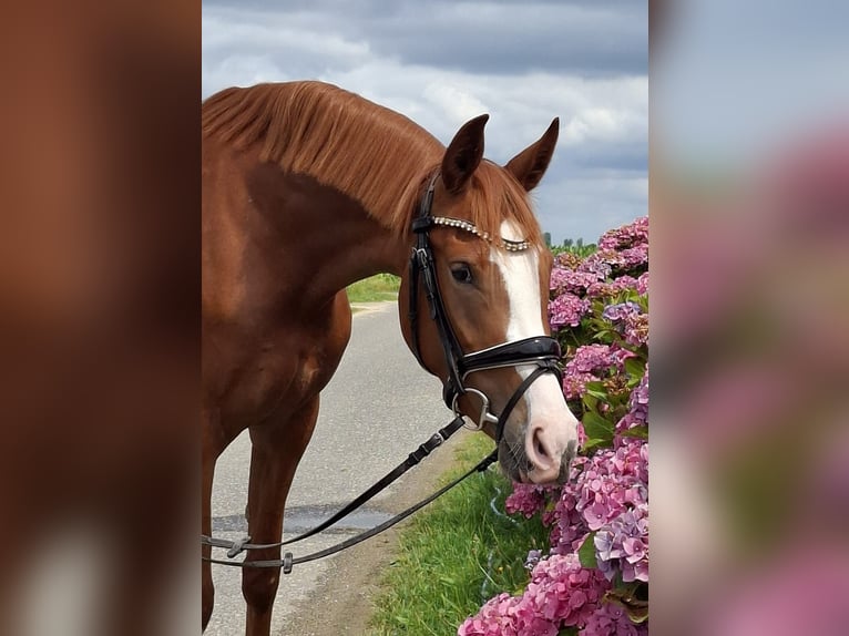 Deutsches Reitpony Stute 3 Jahre 148 cm in Weeze