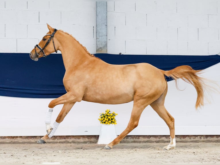 Deutsches Reitpony Stute 3 Jahre 148 cm Dunalino in Marsberg