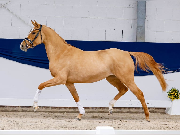Deutsches Reitpony Stute 3 Jahre 148 cm Dunalino in Marsberg