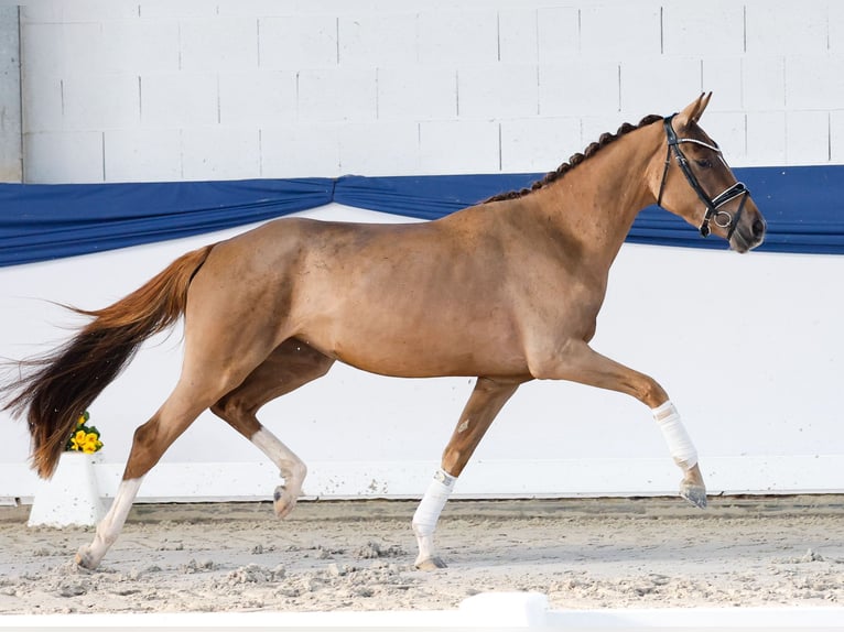 Deutsches Reitpony Stute 3 Jahre 148 cm Dunkelfuchs in Marsberg