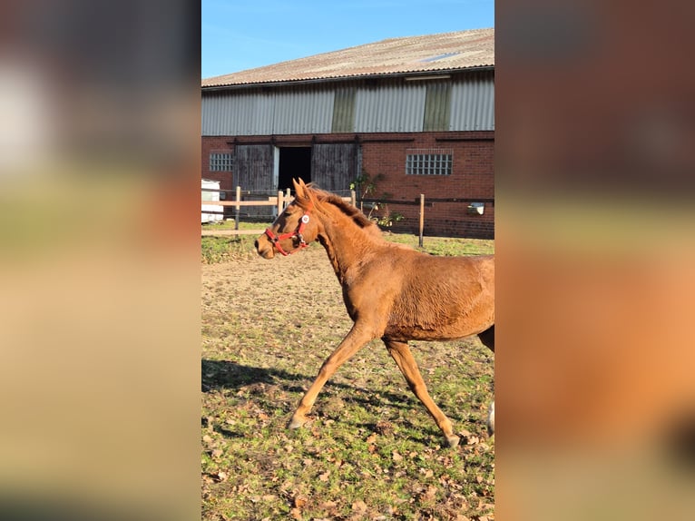 Deutsches Reitpony Stute 3 Jahre 148 cm Dunkelfuchs in Vienenburg