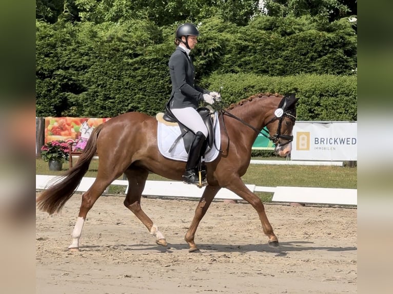 Deutsches Reitpony Stute 3 Jahre 148 cm Dunkelfuchs in Ankum