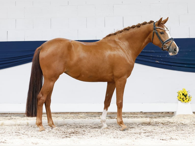 Deutsches Reitpony Stute 3 Jahre 148 cm Fuchs in Marsberg