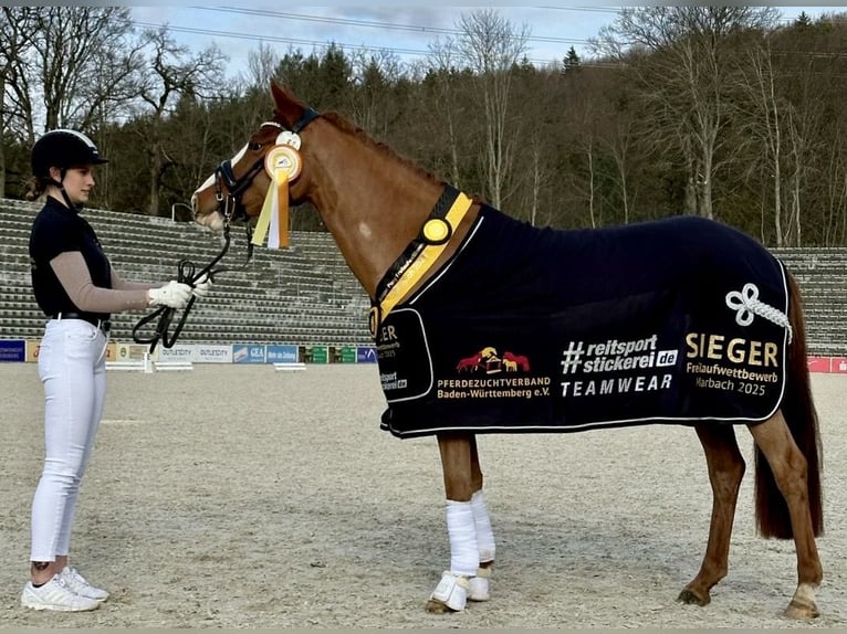 Deutsches Reitpony Stute 3 Jahre 148 cm Fuchs in Marsberg
