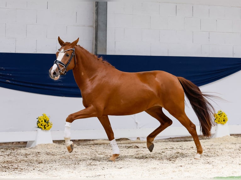 Deutsches Reitpony Stute 3 Jahre 148 cm Fuchs in Marsberg