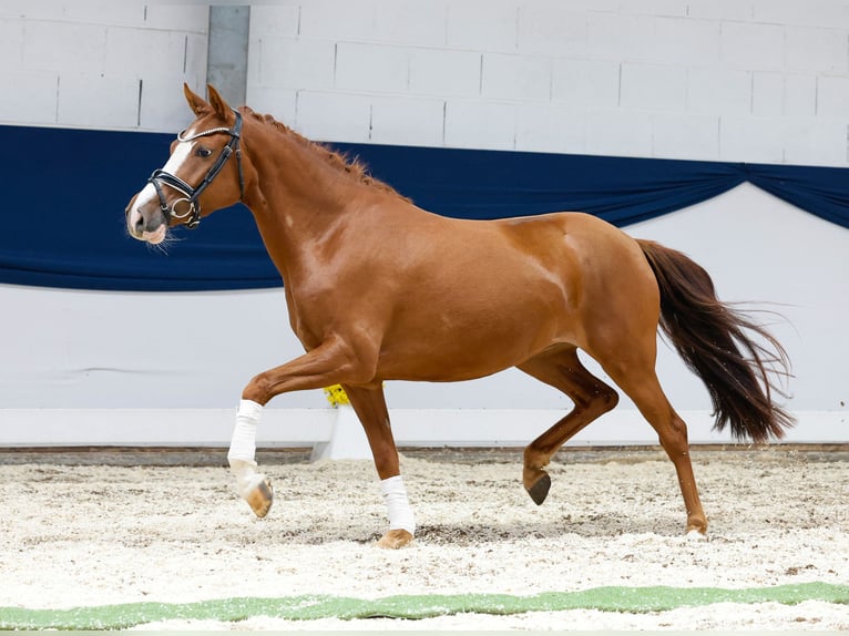 Deutsches Reitpony Stute 3 Jahre 148 cm Fuchs in Marsberg