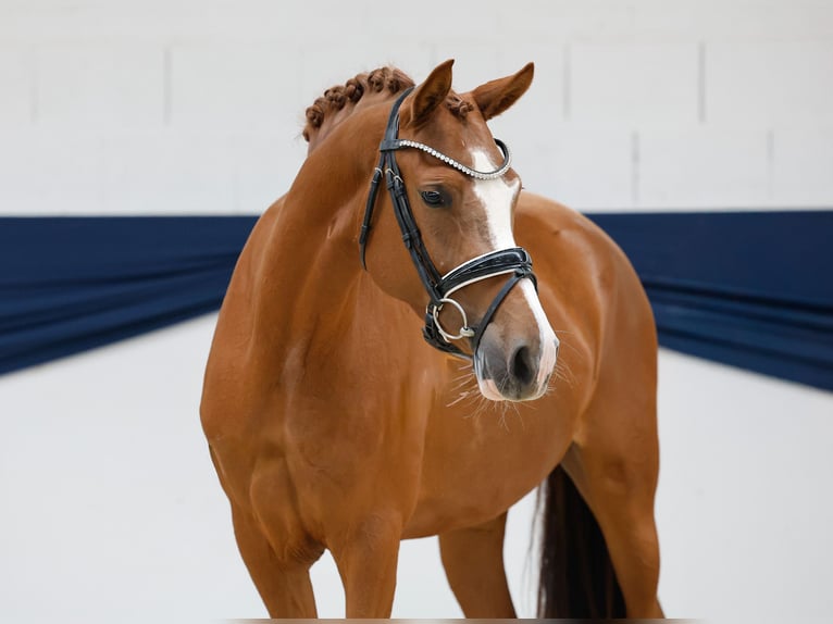 Deutsches Reitpony Stute 3 Jahre 148 cm Fuchs in Marsberg