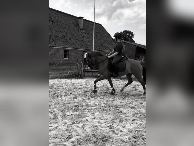 Deutsches Reitpony Stute 3 Jahre 148 cm Fuchs in Ahlerstedt