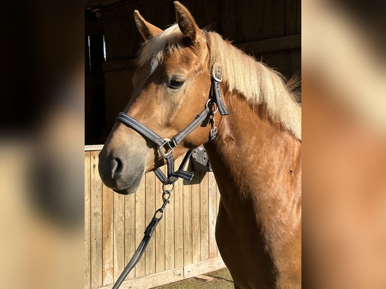 Deutsches Reitpony Mix Stute 3 Jahre 148 cm Fuchs in Burghaun