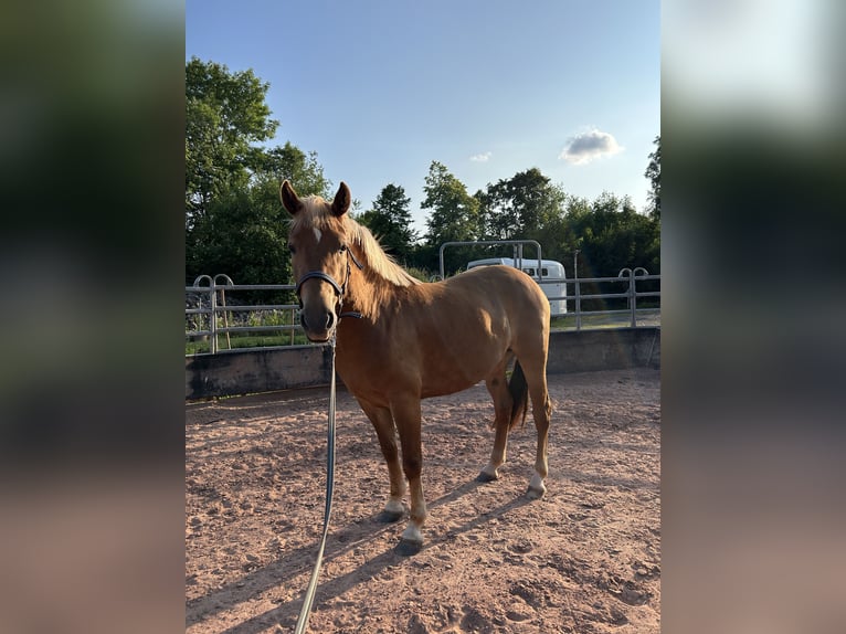 Deutsches Reitpony Mix Stute 3 Jahre 148 cm Fuchs in Burghaun
