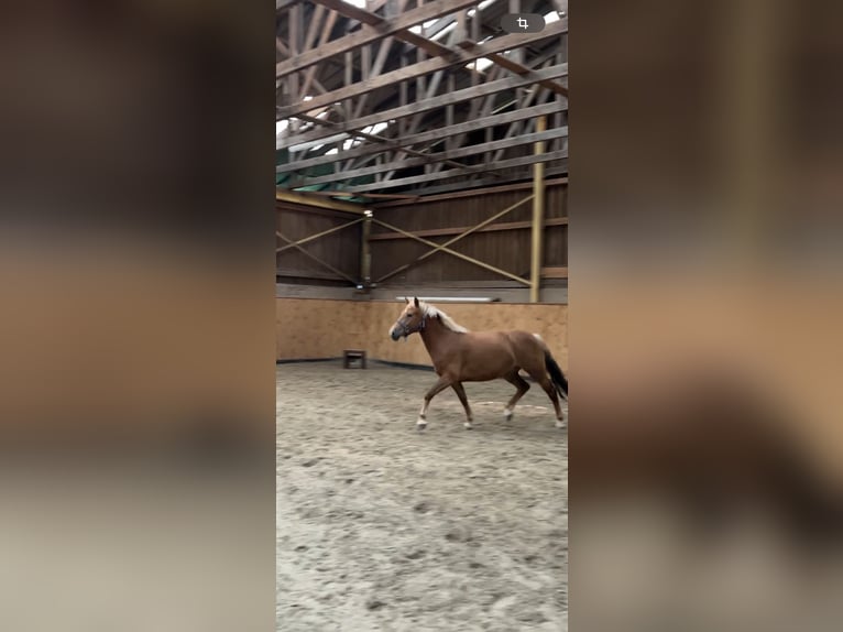 Deutsches Reitpony Mix Stute 3 Jahre 148 cm Fuchs in Burghaun