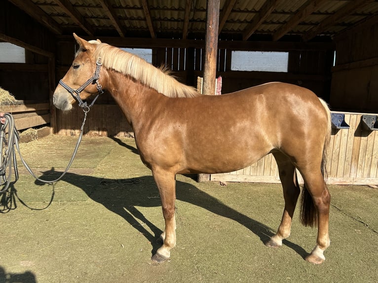 Deutsches Reitpony Mix Stute 3 Jahre 148 cm Fuchs in Burghaun