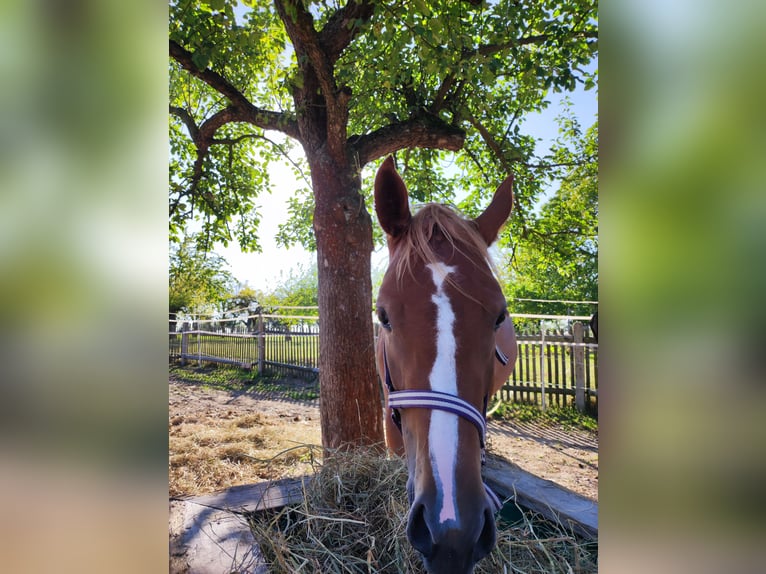 Deutsches Reitpony Stute 3 Jahre 148 cm Fuchs in Frohburg