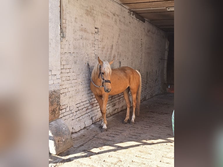 Deutsches Reitpony Stute 3 Jahre 148 cm Palomino in Treuen