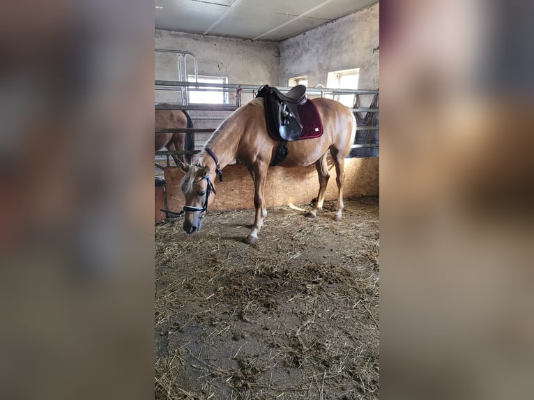 Deutsches Reitpony Stute 3 Jahre 148 cm Palomino in Treuen