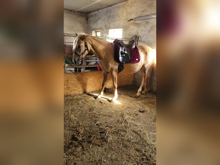Deutsches Reitpony Stute 3 Jahre 148 cm Palomino in Treuen