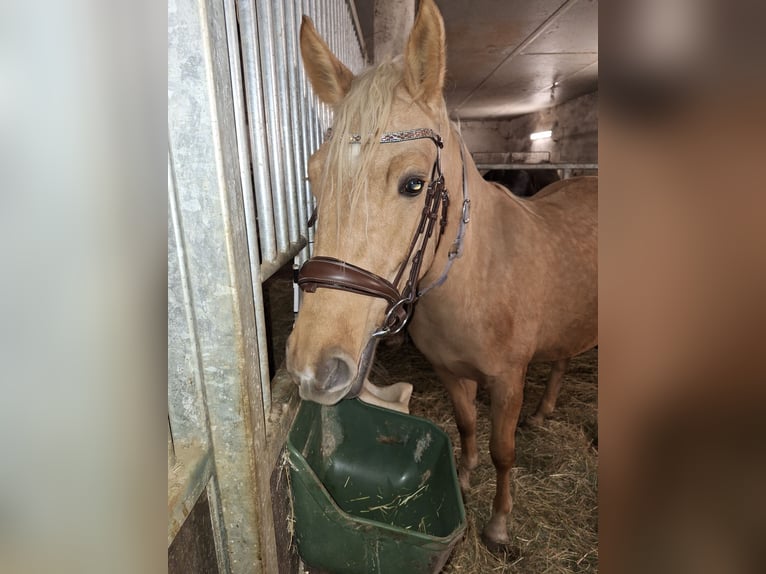Deutsches Reitpony Stute 3 Jahre 148 cm Palomino in Treuen