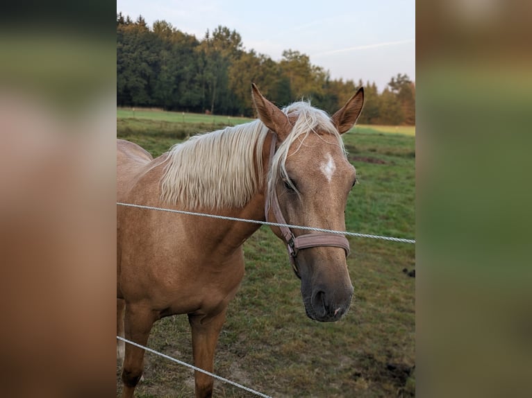 Deutsches Reitpony Stute 3 Jahre 148 cm Palomino in Treuen