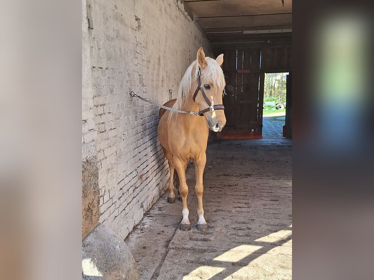 Deutsches Reitpony Stute 3 Jahre 148 cm Palomino in Treuen