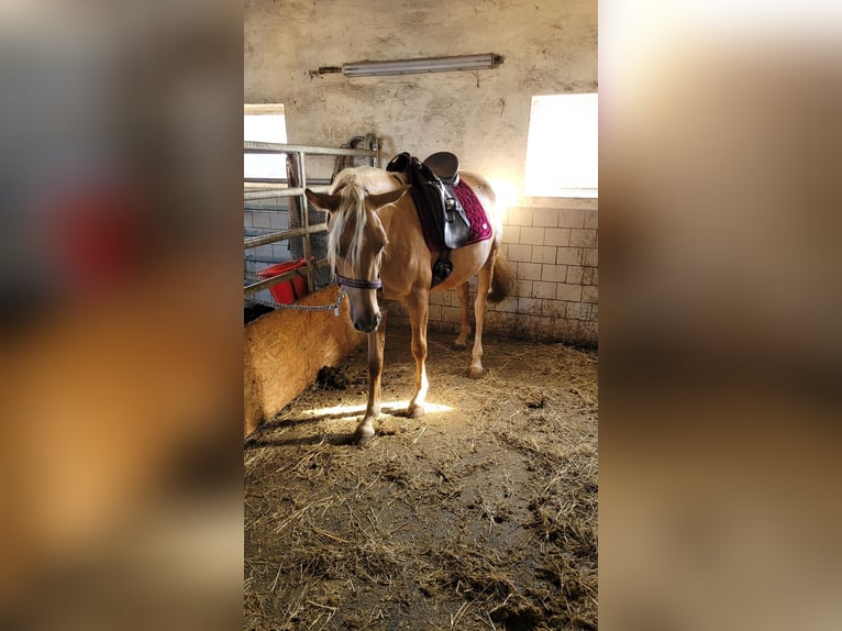 Deutsches Reitpony Stute 3 Jahre 148 cm Palomino in Treuen