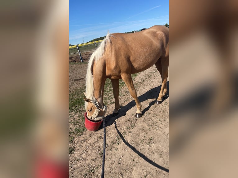 Deutsches Reitpony Stute 3 Jahre 148 cm Palomino in G&#xF6;rmin