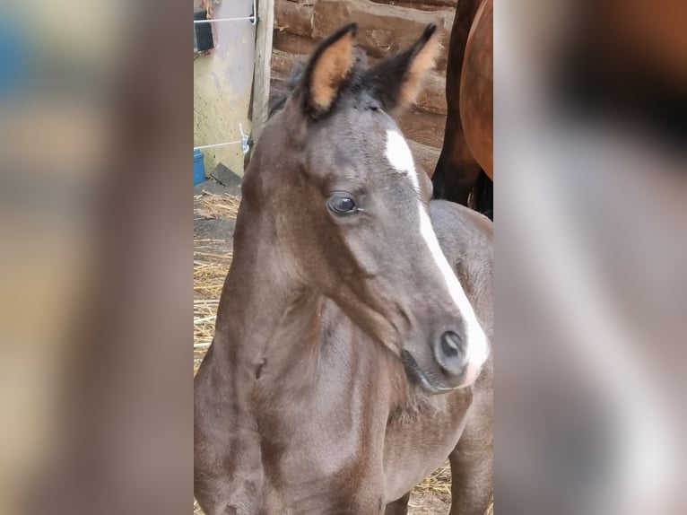 Deutsches Reitpony Stute 3 Jahre 148 cm Rappe in Uslar
