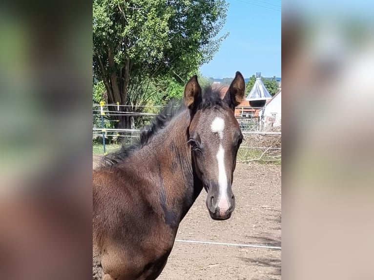 Deutsches Reitpony Stute 3 Jahre 148 cm Rappe in Uslar