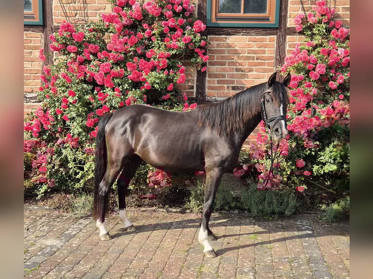 Deutsches Reitpony Stute 3 Jahre 148 cm Rappe in Uslar