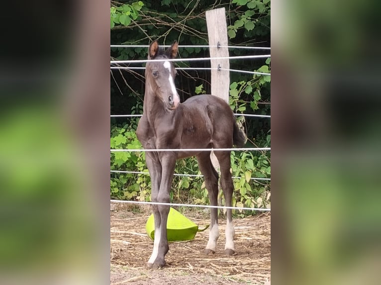Deutsches Reitpony Stute 3 Jahre 148 cm Rappe in Uslar