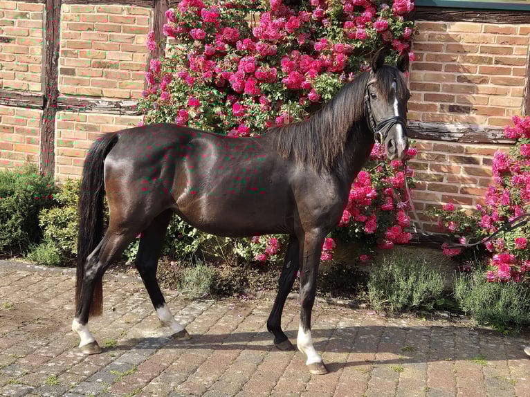 Deutsches Reitpony Stute 3 Jahre 148 cm Rappe in Uslar