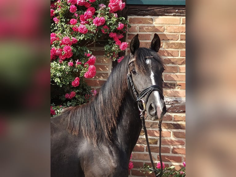 Deutsches Reitpony Stute 3 Jahre 148 cm Rappe in Uslar