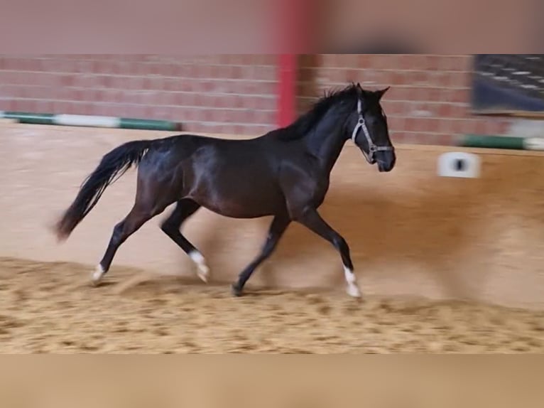Deutsches Reitpony Stute 3 Jahre 148 cm Rappe in Uslar