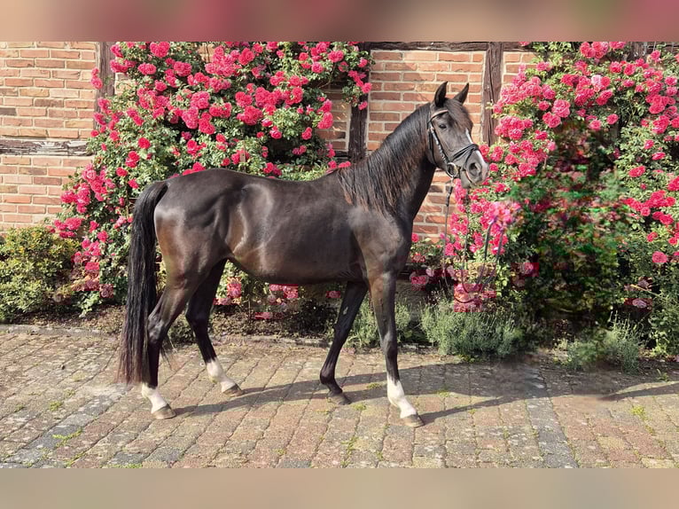 Deutsches Reitpony Stute 3 Jahre 148 cm Rappe in Uslar