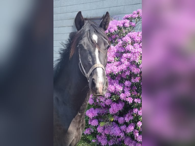 Deutsches Reitpony Stute 3 Jahre 148 cm Rappe in Uslar