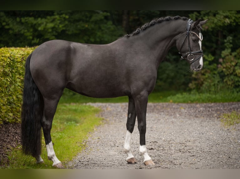 Deutsches Reitpony Stute 3 Jahre 148 cm Rappe in Wehringen