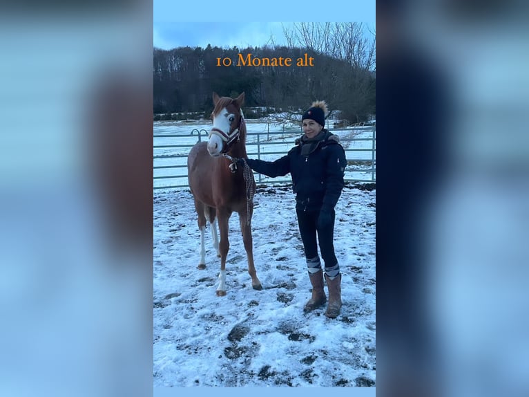 Deutsches Reitpony Stute 3 Jahre 148 cm Roan-Red in Filderstadt