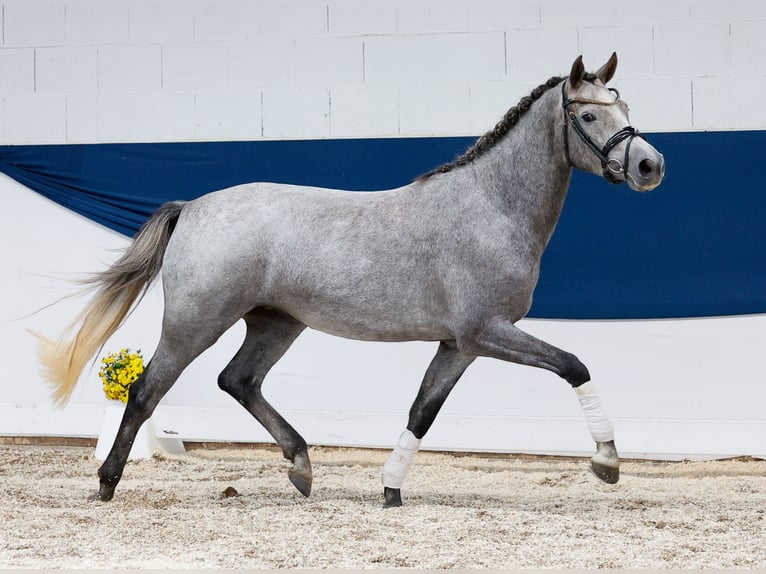 Deutsches Reitpony Stute 3 Jahre 148 cm Schimmel in Marsberg