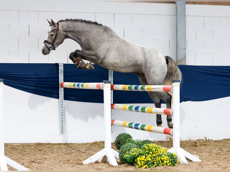 Deutsches Reitpony Stute 3 Jahre 148 cm Schimmel in Marsberg