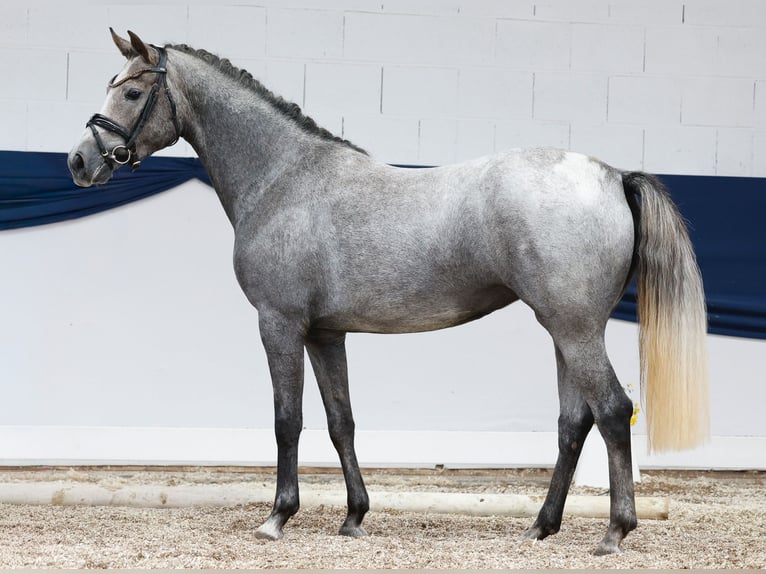Deutsches Reitpony Stute 3 Jahre 148 cm Schimmel in Marsberg